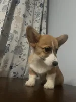 Pete, a male Pembroke Welsh Corgi for sale in Durham, CT – Photo 9 of 10