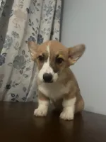 Pete, a male Pembroke Welsh Corgi for sale in Durham, CT – Photo 3 of 10