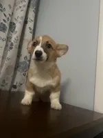 Pete, a male Pembroke Welsh Corgi for sale in Durham, CT – Photo 2 of 10