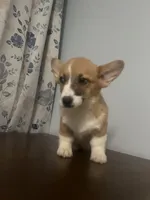 Pete, a male Pembroke Welsh Corgi for sale in Durham, CT – Photo 7 of 10