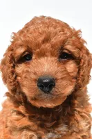 Frankie , a male Miniature Goldendoodle for sale in Durham, CT – 5 of 10