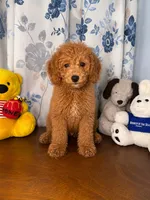 Bailey , a male Miniature Goldendoodle for sale in Durham, CT – 8 of 10