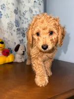 Bear, a male Miniature Goldendoodle for sale in Durham, CT – 10 of 10
