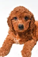 Fran, a female Miniature Goldendoodle for sale in Durham, CT – 2 of 9
