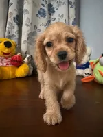 Jess, a female Cocker Spaniel for sale in Durham, CT – 10 of 10