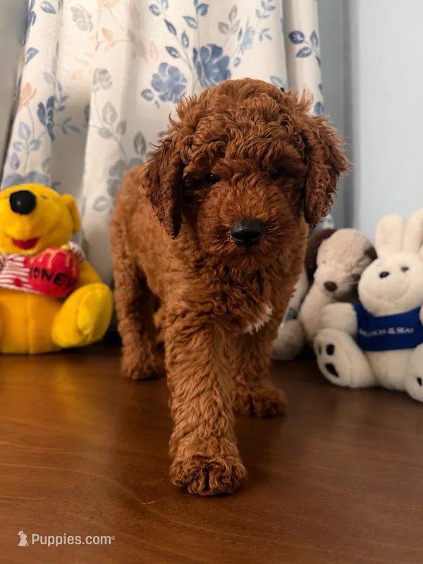 Brown – Poodle - Miniature  puppy for sale in Durham, CT