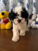 Lucy, a female Morkie for sale in Durham, CT – 4 of 10