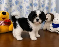 Bingo, a male Shih Tzu for sale in Durham, CT – 5 of 10
