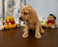 Bingo, a male Cocker Spaniel for sale in Durham, CT – 8 of 10