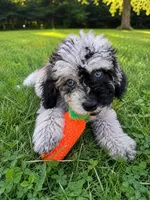 Lu, a female Cavapoo for sale in Durham, CT – 3 of 10