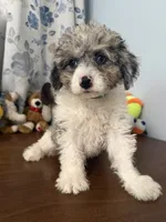 Bingo, a male Cockapoo for sale in Durham, CT – 5 of 10