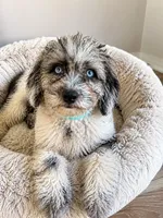 Lilly, a female Cavapoo for sale in Durham, CT – 5 of 10