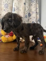 Bobby, a male Cockapoo for sale in Durham, CT – 8 of 10