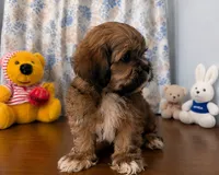 Storm , a male Lhasa Apso for sale in Durham, CT – 8 of 10
