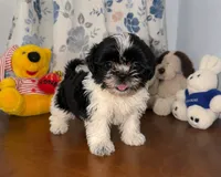 Fluffy , a male Shih Tzu for sale in Durham, CT – 5 of 10