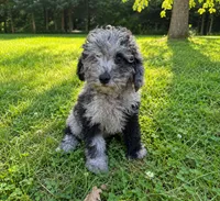 Lee, a male Cavapoo for sale in Durham, CT – 3 of 10