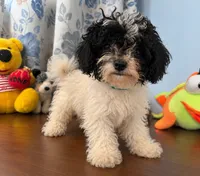 Jena, a female Bichpoo for sale in Durham, CT – 9 of 10