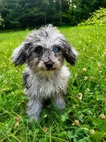 Lilly, a female Cavapoo for sale in Durham, CT – 7 of 10