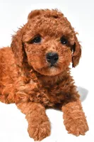 Finley, a female Miniature Goldendoodle for sale in Durham, CT – 8 of 9