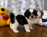 Bingo, a male Shih Tzu for sale in Durham, CT – 7 of 10