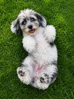 Lilly, a female Cavapoo for sale in Durham, CT – 4 of 10