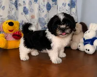 Fluffy , a male Shih Tzu for sale in Durham, CT – 7 of 10