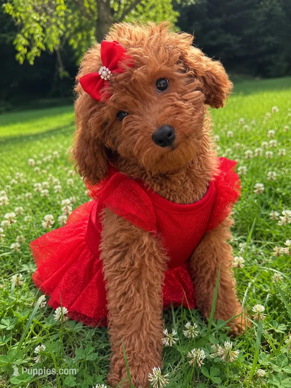Finley – Miniature Goldendoodle puppy for sale in Durham, CT