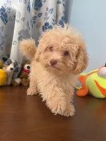 King, a male Bichpoo for sale in Durham, CT – 6 of 10