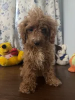 Lucy, a female Havapoo for sale in Durham, CT – 2 of 10