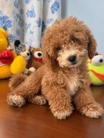 Lina, a female Havapoo for sale in Durham, CT – 10 of 10