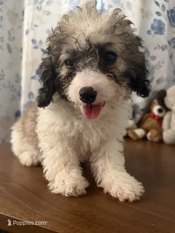 Daisy  – Cockapoo puppy for sale in Durham, CT