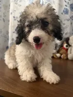 Daisy , a female Cockapoo for sale in Durham, CT – 1 of 10