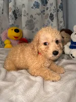 Sugar, a male Miniature Goldendoodle for sale in Durham, CT – 10 of 10