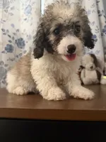 Daisy , a female Cockapoo for sale in Durham, CT – 6 of 10