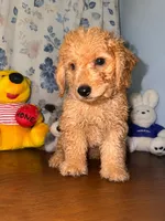 Bear, a male Miniature Goldendoodle for sale in Durham, CT – 7 of 10