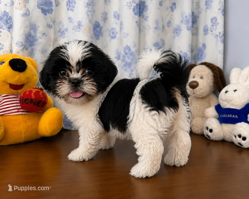 Bingo – Shih Tzu puppy for sale in Durham, CT