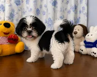 Bingo, a male Shih Tzu for sale in Durham, CT – 1 of 10
