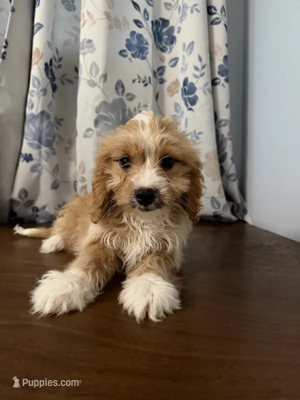 Joe – Cavapoo puppy for sale in Durham, CT