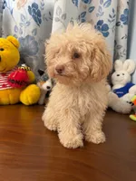 King, a male Bichpoo for sale in Durham, CT – 5 of 10