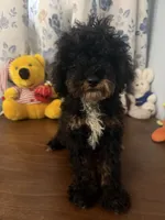 Danny, a male Havapoo for sale in Durham, CT – 7 of 10
