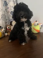 King, a male Bichpoo for sale in Durham, CT – 8 of 10