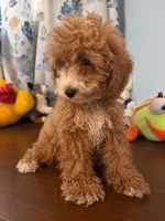 Lina, a female Havapoo for sale in Durham, CT – 4 of 10