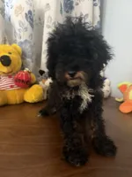Danny, a male Havapoo for sale in Durham, CT – 4 of 10