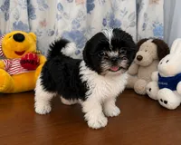 Fluffy , a male Shih Tzu for sale in Durham, CT – 4 of 10