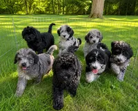 Lee, a male Cavapoo for sale in Durham, CT – 9 of 10