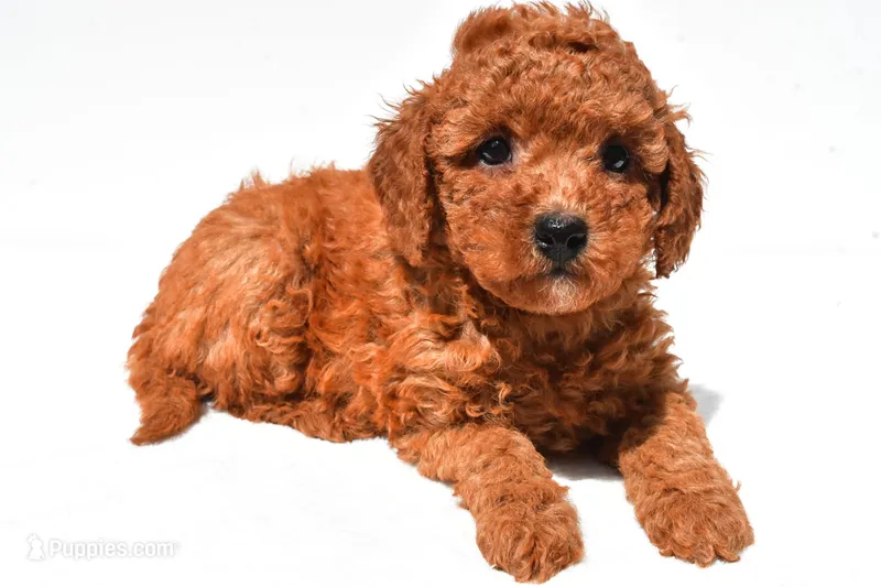 Finley – Miniature Goldendoodle puppy for sale in Durham, CT
