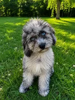Lina, a female Cavapoo for sale in Durham, CT – 7 of 10