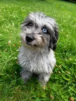 Lilly, a female Cavapoo for sale in Durham, CT – 2 of 10