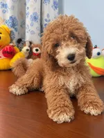 Lina, a female Havapoo for sale in Durham, CT – 5 of 10
