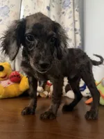 Bobby, a male Cockapoo for sale in Durham, CT – 9 of 10